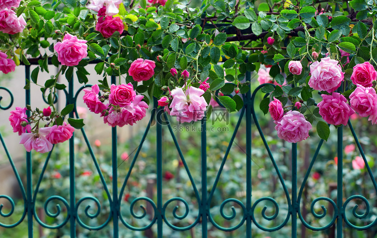 粉红色的攀登玫瑰露水沾在夏季花