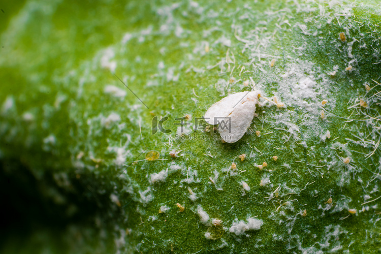 白蝇是各种农作物的害虫.这些是