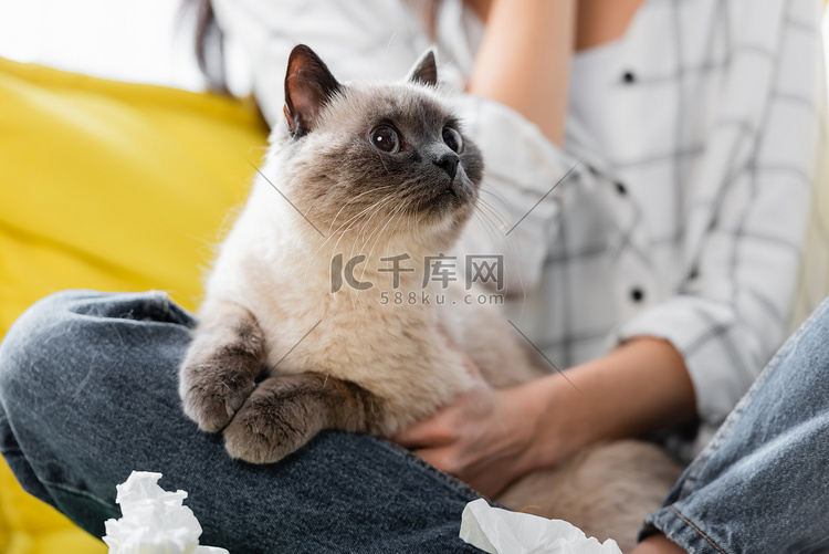 猫在皱皱纸餐巾纸附近的选择性焦