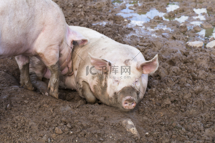 两只猪睡在泥