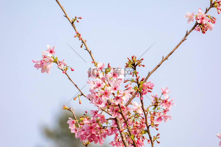 樱花树林花海唯美