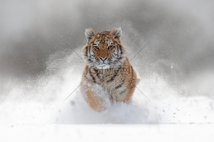 东北虎在雪中运行