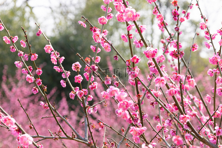 春天盛开的梅花树