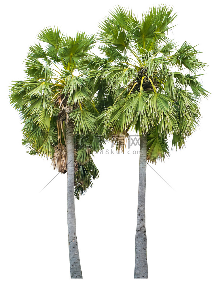 被白色背景隔离的棕榈树