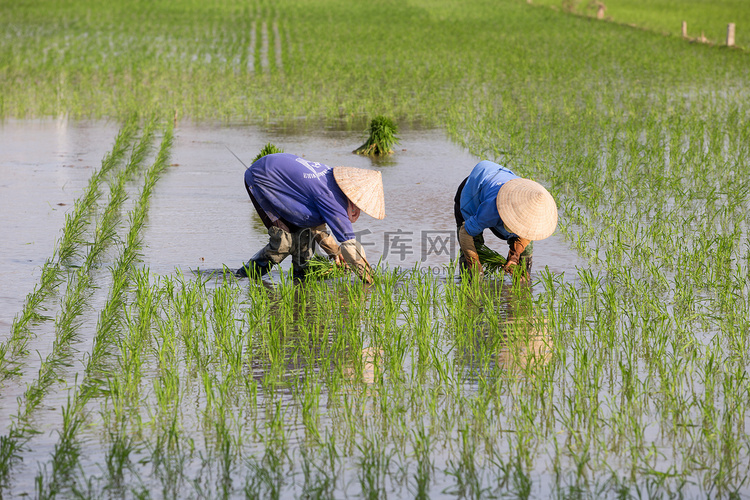 身份不明的农民种植水稻在越南