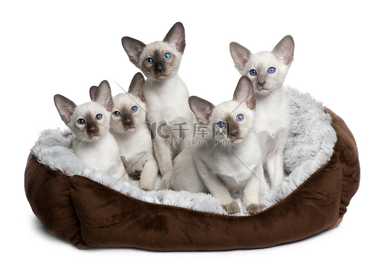 五暹罗小猫，10 周老，坐在猫