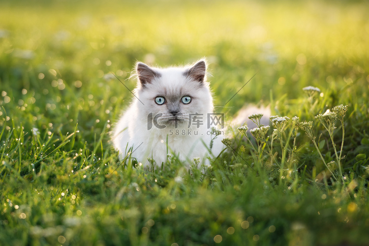 可爱的蓬松小猫摆在户外的蓝眼睛