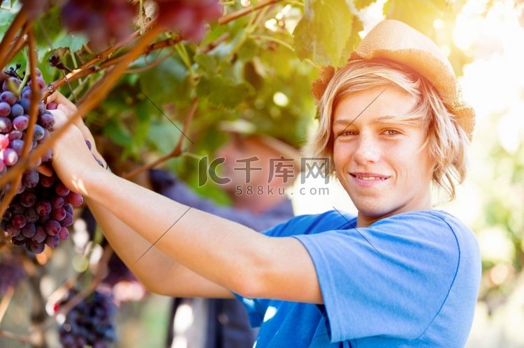 葡萄园的男孩男孩采摘葡萄在葡萄
