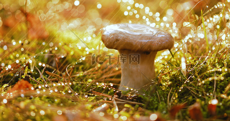 蘑菇Boletus在雨中的阳光