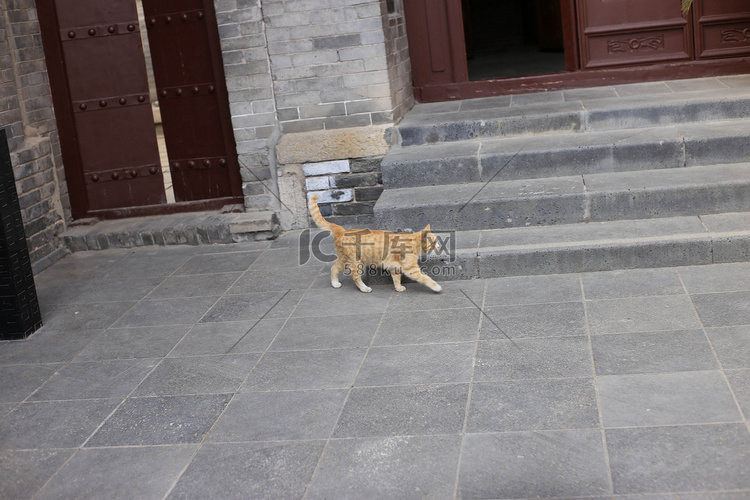 寺院橘猫拍摄