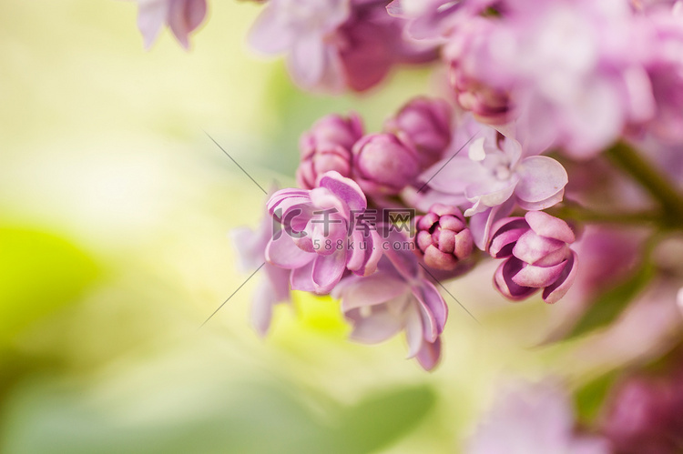 特写紫丁香花。图片与软焦点和文