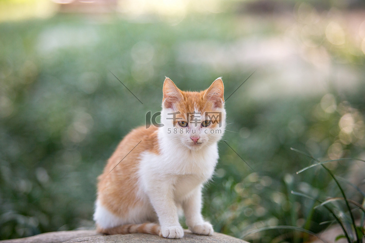 橘猫猫咪野猫可爱活泼