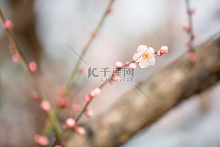 花朵花蕊春天梅花植物