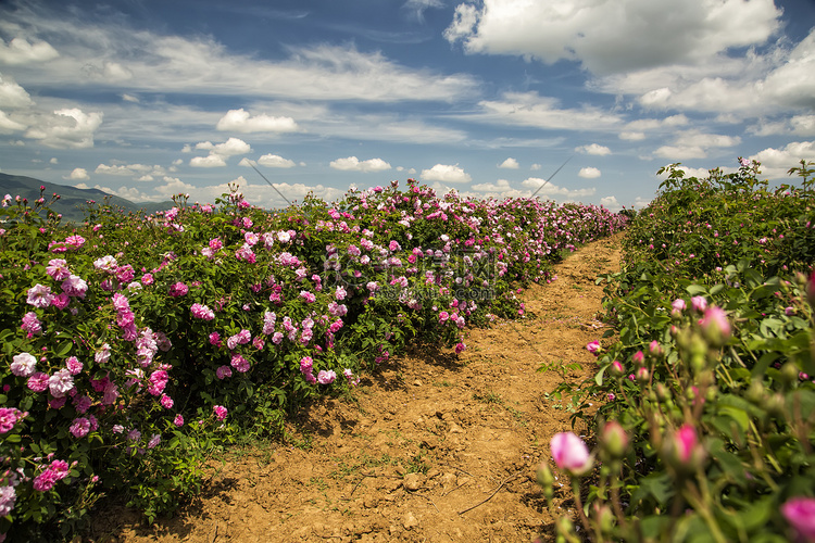 保加利亚玫瑰谷在卡赞勒克附近。