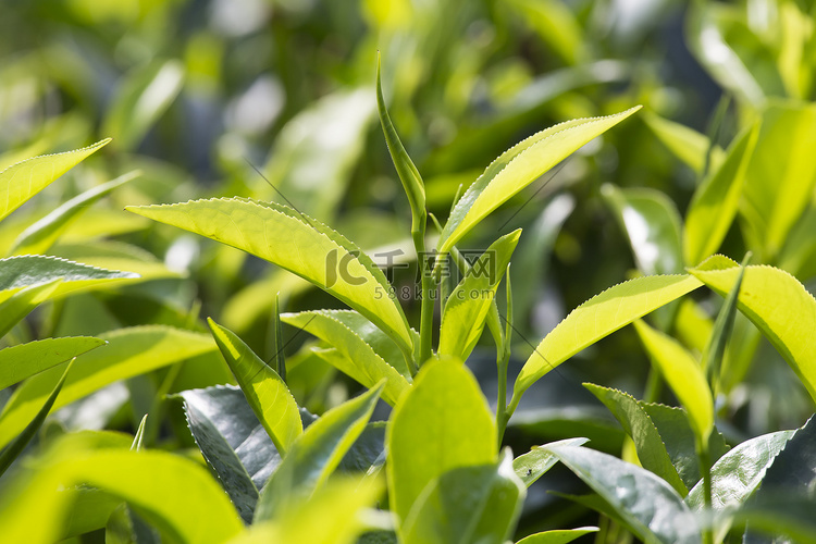 嫩绿的树叶 & 叶芽的茶树种植