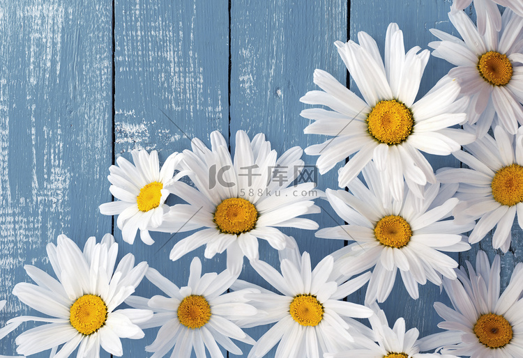 花冠，花白色大雏菊蓝色的木制表