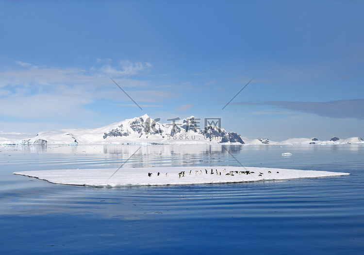 阿德利企鹅上漂浮着的冰