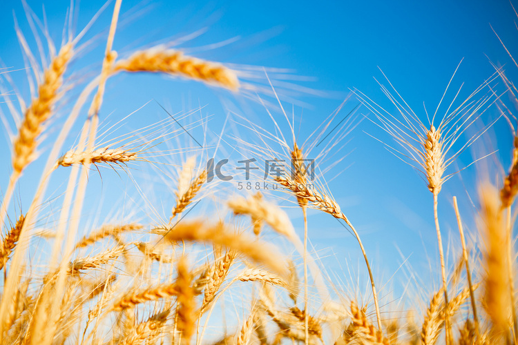 黑麦小穗和干净的天空的图片
