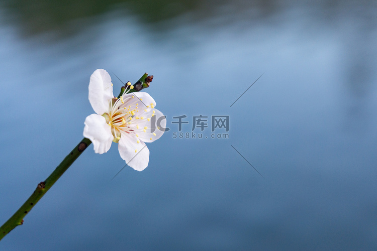 梅花春天绿色自然粉色花朵鲜花梅