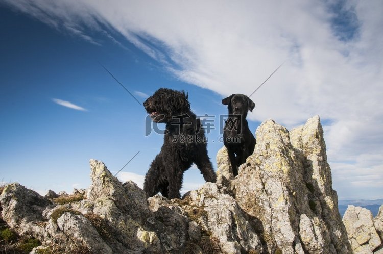一只佛兰德幼犬和一只山顶上的拉