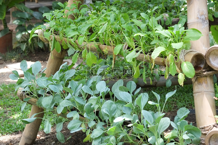 美丽与植物生态友好的垂直花园