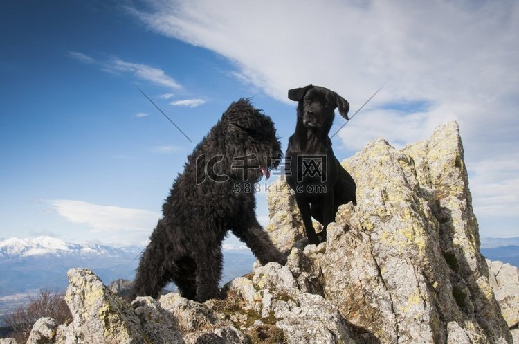 一只佛兰德幼犬和一只山顶上的拉