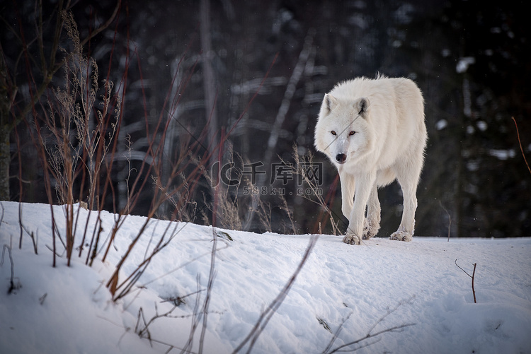北极狼（Canis lupus