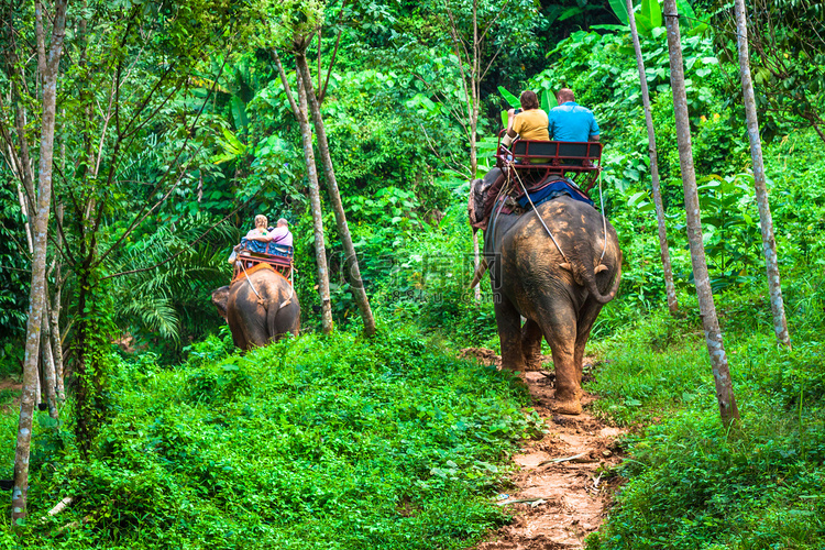 旅游集团穿越丛林骑在大象背上，