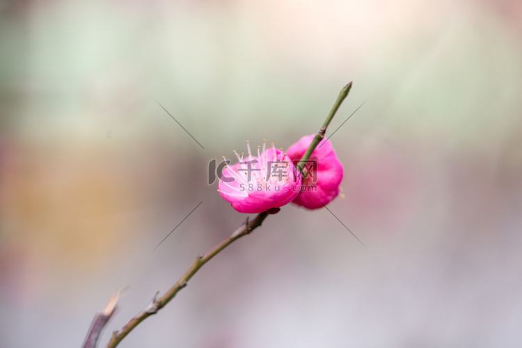 枝条花朵腊梅梅花春天