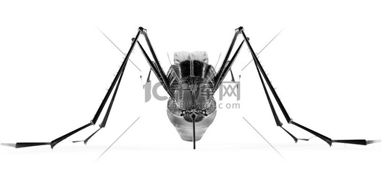 黑色隔绝蚊子。3D渲染