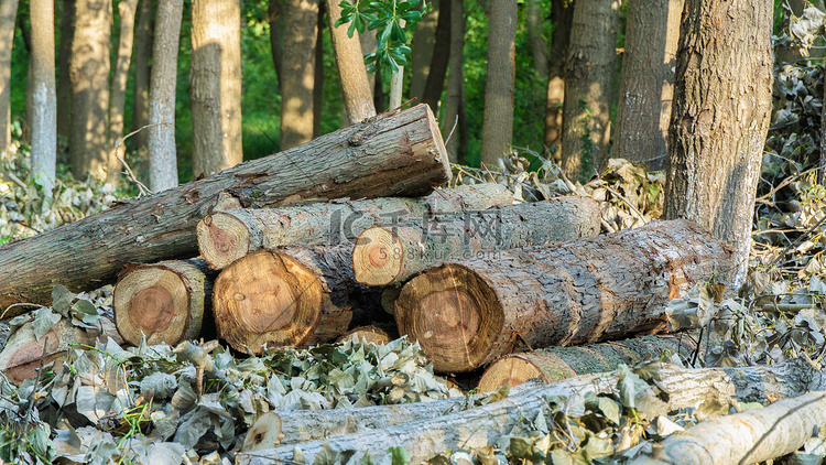 树木林业木材伐木场木头砍伐摄影