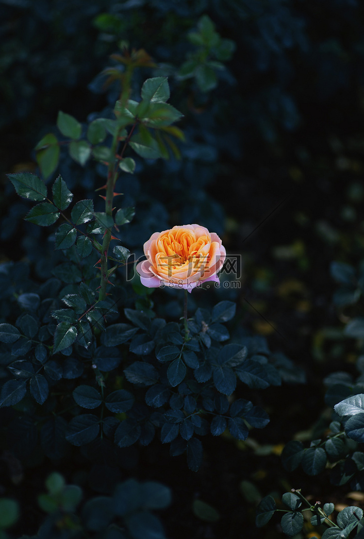 一朵橘粉色玫瑰花摄影图