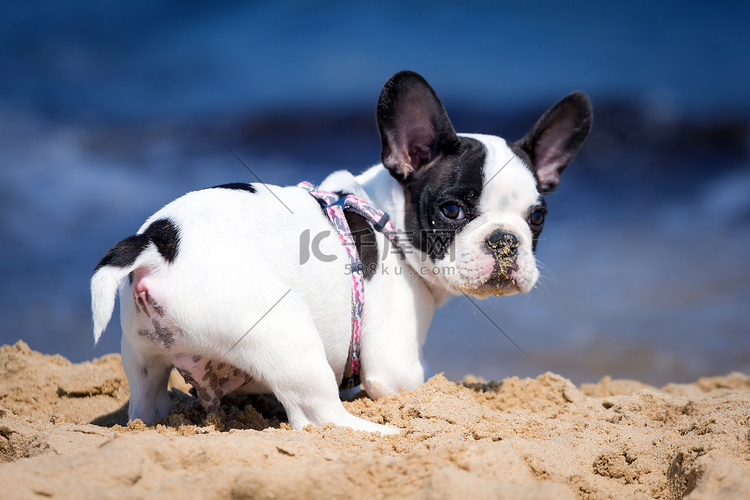 在海滩上的法国斗牛犬小狗