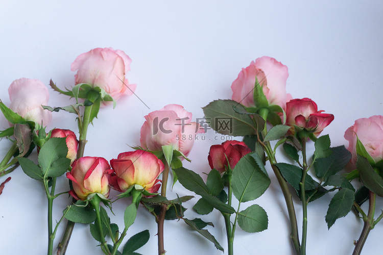 爱情鲜花花朵祝福植物玫瑰礼物礼