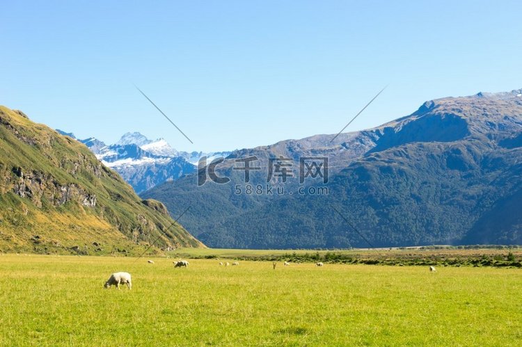 风景如画。新西兰阿尔卑斯山和草