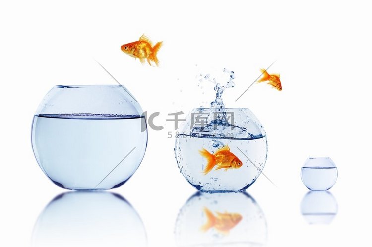 金鱼跳出水在鱼缸