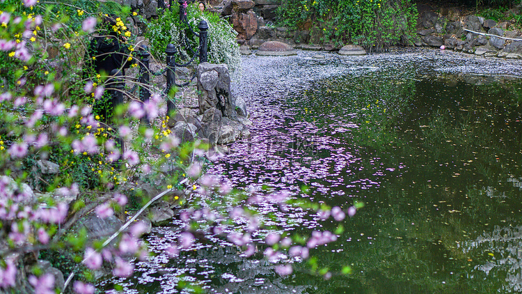 春天落在水中的樱花瓣