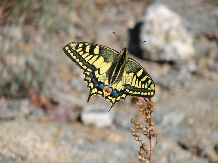 美丽的黄蝴蝶-一张照片 6