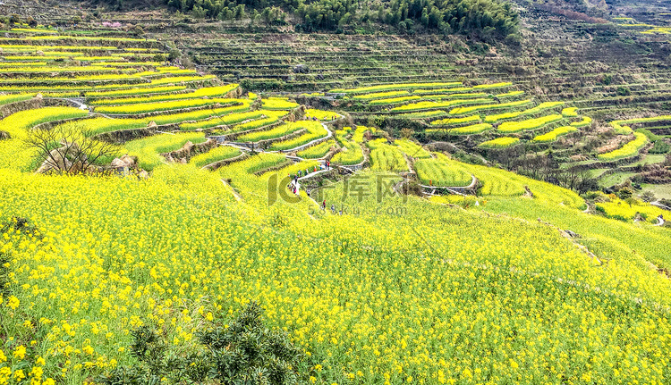 春日油菜花梯田风光