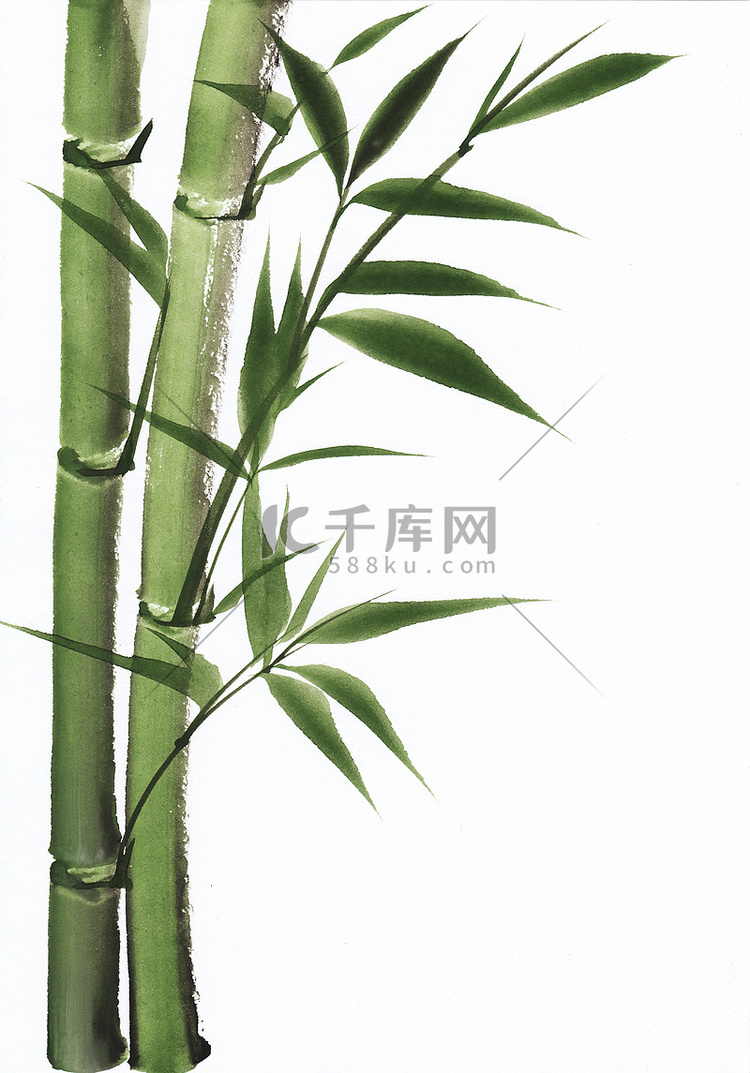 水彩绘画的竹