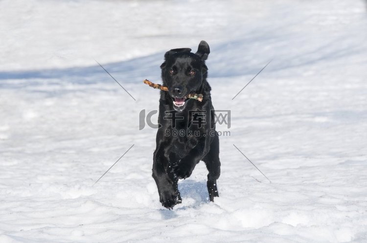 黑色拉布拉多犬在雪地里嬉戏