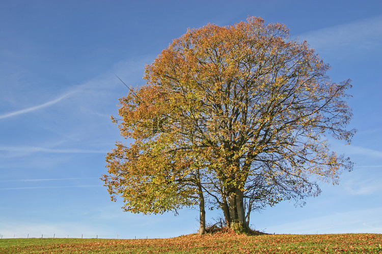 寂寞秋天一棵树