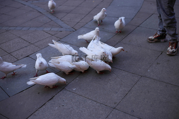 广场吃食的白鸽