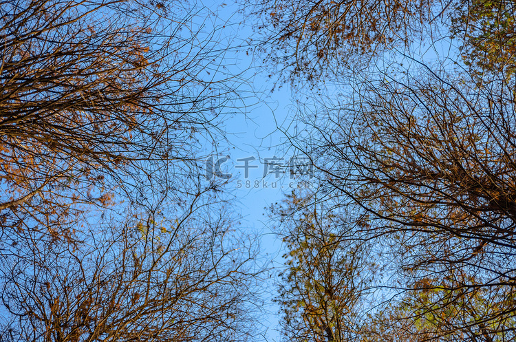 秋天的树木拍摄