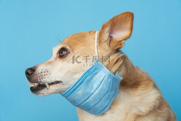 狗戴上医疗口罩以保护自己免受感