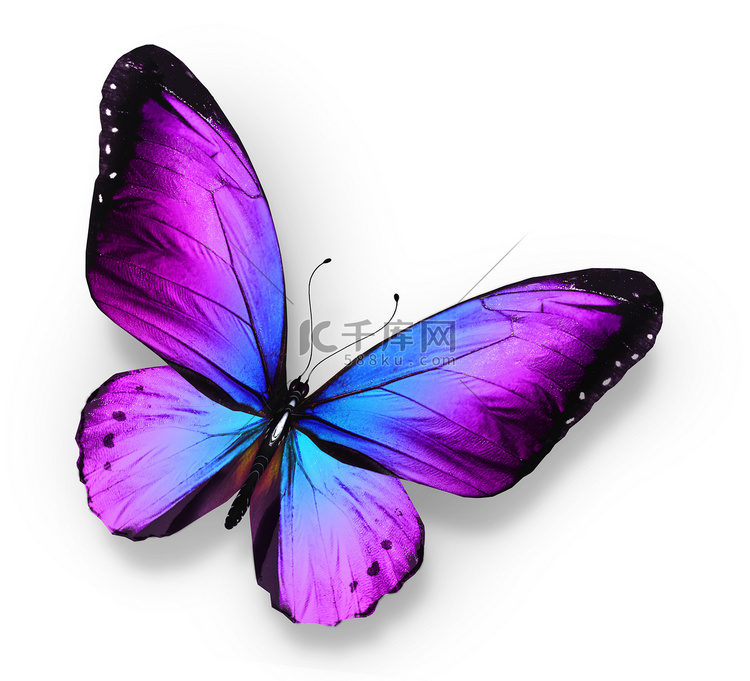 紫蓝蝴蝶，孤立在白色