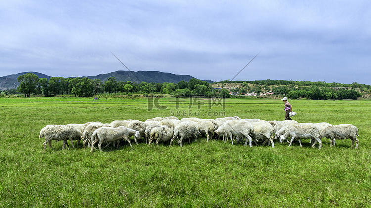 夏季高山牧场羊群上午羊群夏季素