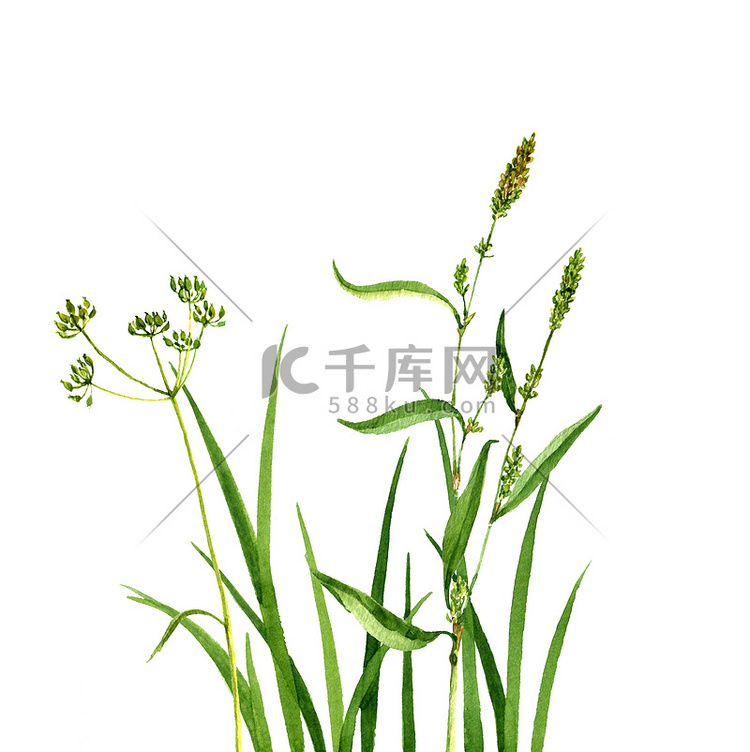 水彩绘画绿草和鲜花