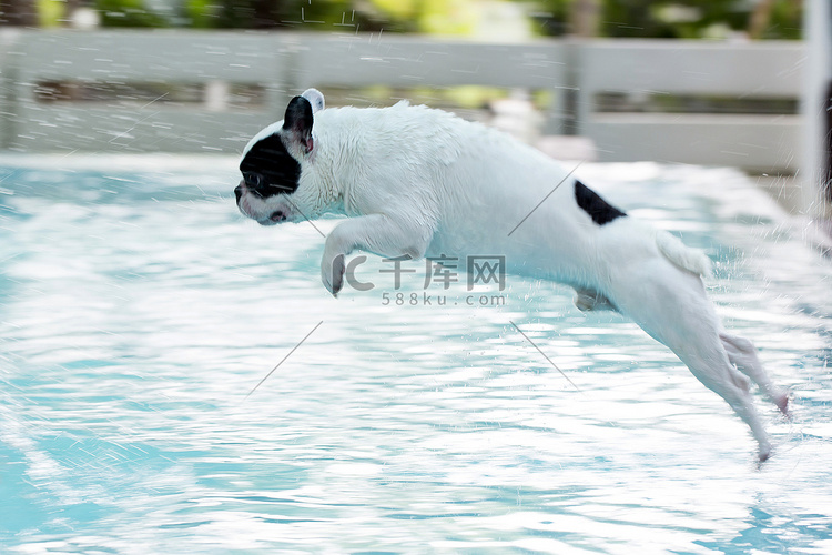 法国斗牛犬跳进游泳池
