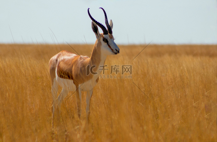 野生非洲动物。黄草中的小羚羊（